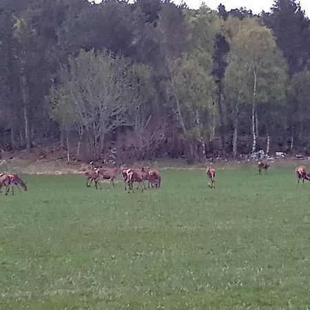 Vingvagen Hygge Og Ro